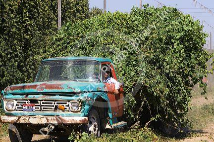 Hops being harvested in Canyon County, Idaho, USA.