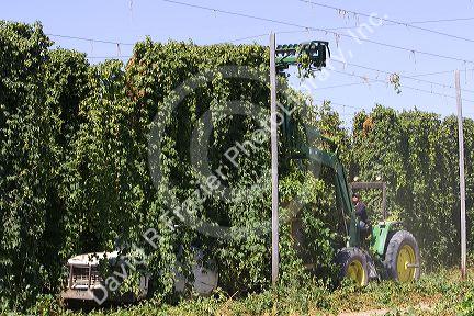 Hops being harvested in Canyon County, Idaho, USA.