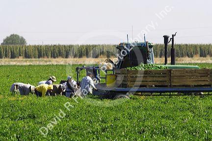 Green bell peppers being harvested in Valley County, Idaho, USA.
