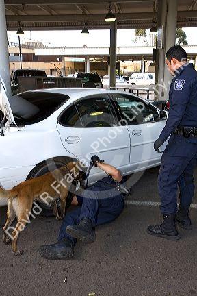 U.S. Customs and Immigration agents use a drug detection dog on automobiles waiting to enter the United States port of entry at the Tijuana, Baja California, Mexico/San Diego, California border crossing.