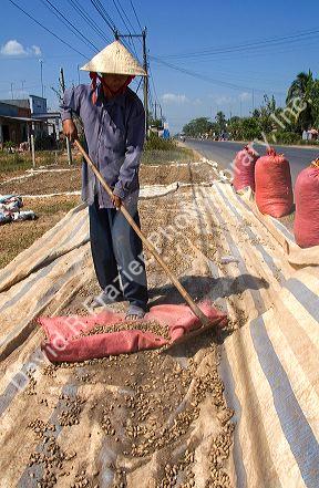 Vietnamese farmers drying peanuts along side the road in the Cu Chi district of Ho Chi Minh City, Vietnam.