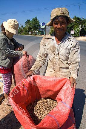 Vietnamese farmers drying peanuts along side the road in the Cu Chi district of Ho Chi Minh City, Vietnam.