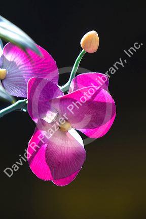 Silk orchid flowers in Hue, Vietnam.