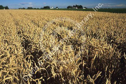 Wheat field.