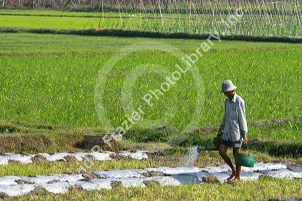 Vietnamese farmer watering rice paddy fields by hand near Tay Ninh, Vietnam.