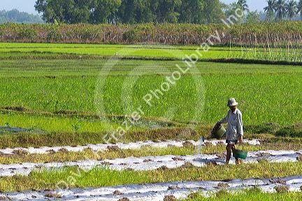 Vietnamese farmer watering rice paddy fields by hand near Tay Ninh, Vietnam.