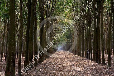 Rubber tree plantation near Tay Ninh, Vietnam.