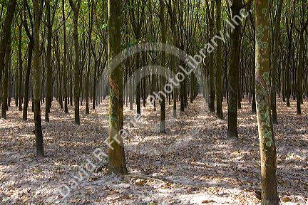 Rubber tree plantation near Tay Ninh, Vietnam.