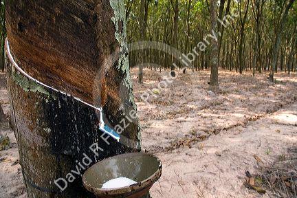 Latex being collected from a rubber tree on a plantation near Tay Ninh, Vietnam.