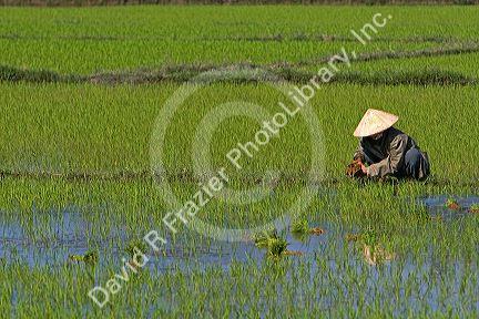 Vietnamese farmer tends to a rice paddy near Hoi An, Vietnam.