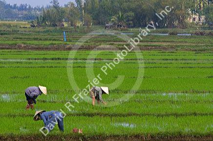 Vietnamese farmers tend to a rice paddy near Hoi An, Vietnam.