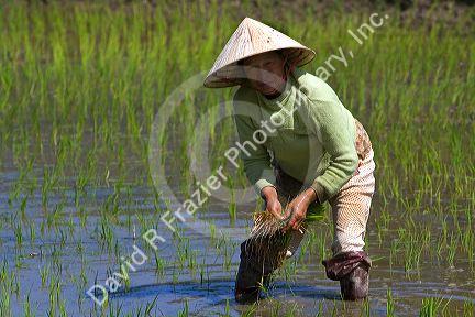 Farmer tending to rice paddies south of Hue, Vietnam.