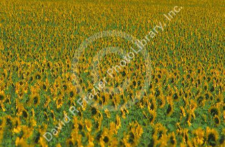 Sunflower field.