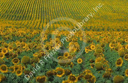 Sunflower field.