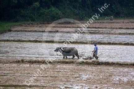 Water buffalo tilling rice paddies north of Hue, Vietnam.