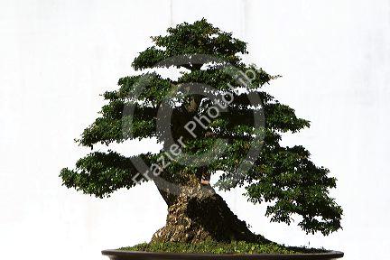 Bonsai trees on display at the Nguyen Hue Boulevard Flower Show in Ho Chi Minh City, Vietnam.