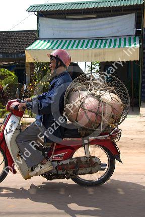 Vietnamese man transporting a live pig to market in Quang Tri Province, Vietnam.