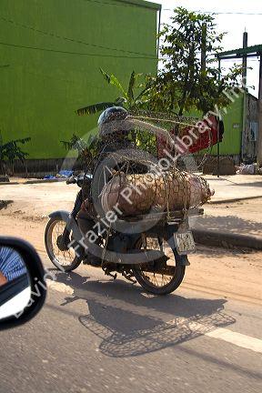 Vietnamese man transporting a live pig to market in Quang Tri Province, Vietnam.