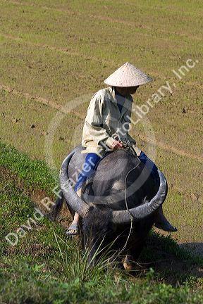 Vietnamese farmer riding a water buffalo near Hue, Vietnam.