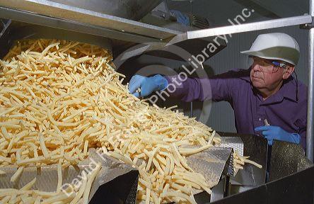 Frozen french fries being sorted for bagging at a processing plant.
