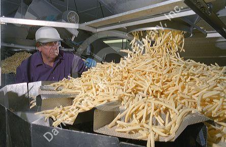 Frozen french fries being sorted for bagging at a processing plant.