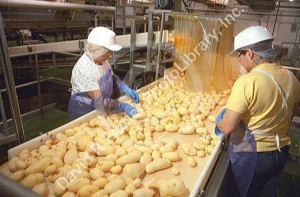 Workers use knives to remove blemished potatoes from a sorting line in a processing plant.