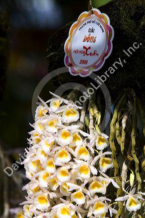 Orchid flowers on display at the Nguyen Hue Boulevard Flower Show in Ho Chi Minh City, Vietnam.
