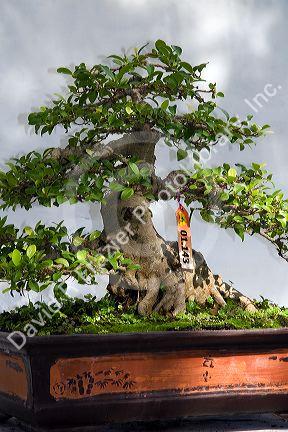 Bonsai trees on display at the Nguyen Hue Boulevard Flower Show in Ho Chi Minh City, Vietnam.