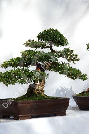 Bonsai trees on display at the Nguyen Hue Boulevard Flower Show in Ho Chi Minh City, Vietnam.