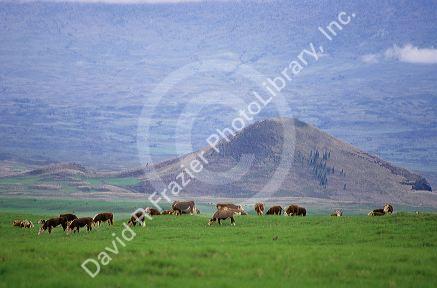 Grazing cattle at the Parker Ranch on the big island of Hawaii.