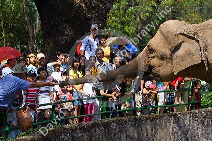 Visitors feed sugar cane to an asian elephant at the Saigon Zoo and Botanical Gardens in Ho Chi Minh City, Vietnam.