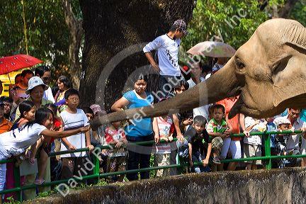 Visitors feed sugar cane to an asian elephant at the Saigon Zoo and Botanical Gardens in Ho Chi Minh City, Vietnam.