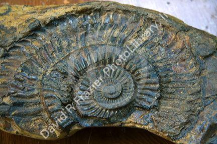 Asteroceras fossil on display at the Nguyen Hue Boulevard Flower Show in Ho Chi Minh City, Vietnam.