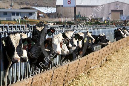 Cattle on a feedlot in Grand View, Idaho, USA.