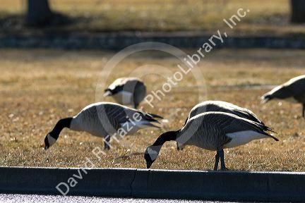 Canada geese overpopulate a park in Boise, Idaho, USA.