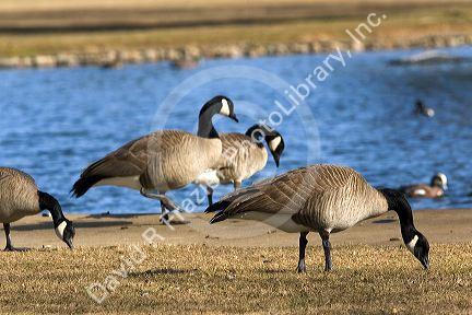 Canada geese overpopulate a park in Boise, Idaho, USA.