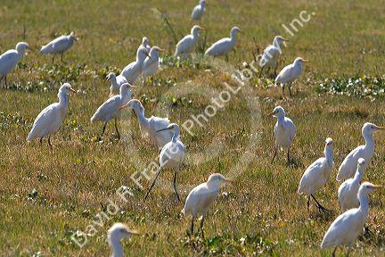 A flock of Cattle Egret in Imperial County near the Mexico border, Southern California, USA.