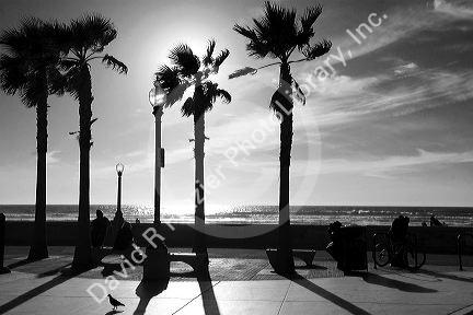Palm trees on Mission Beach in San Diego, Southern California, USA.