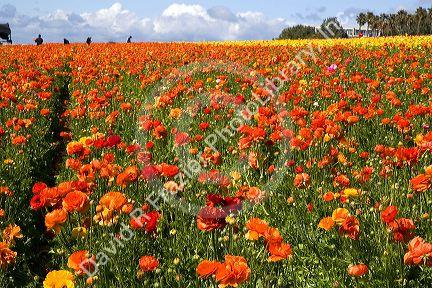 Colorful ranunculus flowers grow at The Flower Fields of Carlsbad, Southern California, USA.
