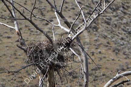 Bald eagle nesting along the Payette River near Horseshoe Bend, Idaho, USA.