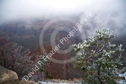 Snow storm at the South Rim of the Grand Canyon, Arizona, USA.
