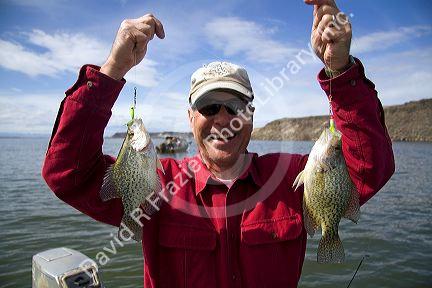 Proud fisherman holding up a pair of white crappie caught in C.J. Strike Reservoir on the Snake River in Owyhee County, Idaho, USA. MR