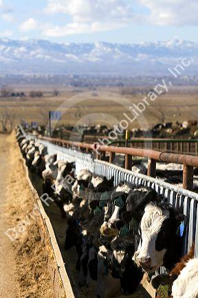 Cattle on a feedlot in Grand View, Idaho, USA.