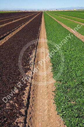 Rows of lettuce growing in the Imperial Valley near El Centro, Southern California, USA.
