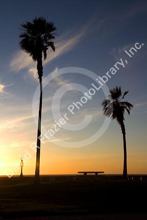 Palm trees at sunset on Mission Beach in San Diego, Southern California, USA.