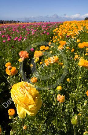 Colorful ranunculus flowers grow at The Flower Fields of Carlsbad, Southern California, USA.