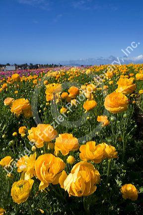 Colorful ranunculus flowers grow at The Flower Fields of Carlsbad, Southern California, USA.