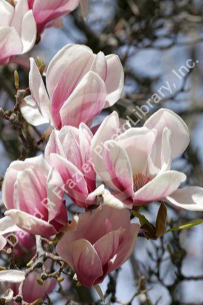 Magnolia Liliiflora blooms during spring in Boise, Idaho.