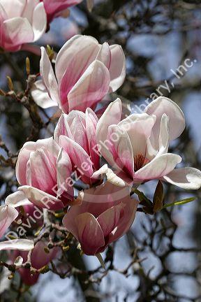 Magnolia Liliiflora blooms during spring in Boise, Idaho.