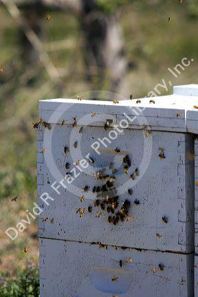Beehive in an apiary near Parma, Idaho, USA.